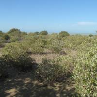 Mangrove Forest of Bushehr